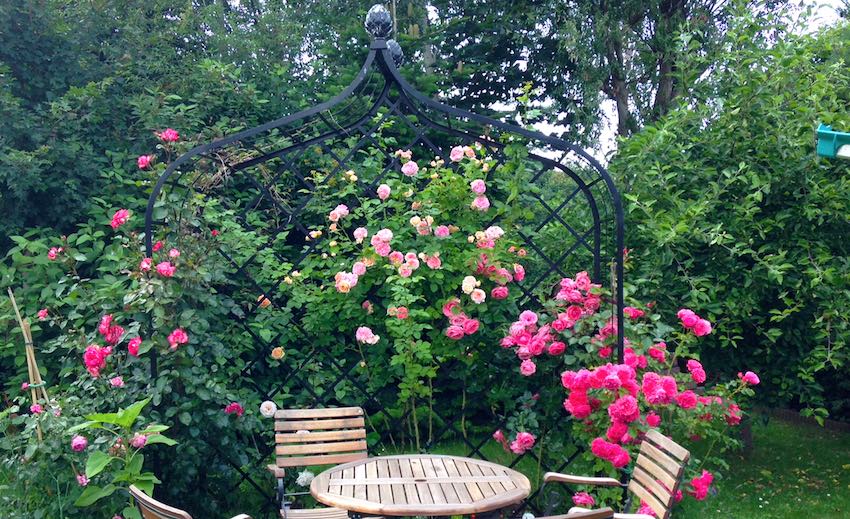 Rosenlaube mit Rosa und roten Rosen und Holztisch